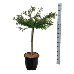 Taksodis dvieilis (Lot Taxodium distichum) 'Secrest' C15 STIEBAS 60 CM - nuotrauka 2