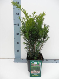 Kukmedis tarpinis (Lot Taxus media) 'Densiformis' C2/P17 30-35 CM | KUKMEDŽIAI | SPYGLIUOČIAI