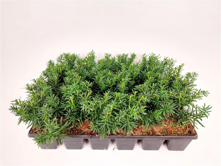 Kukmedis tarpinis (Lot Taxus media) 'Densiformis' P9 JAUNI AUGALAI