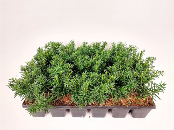 Kukmedis tarpinis (Lot Taxus media) 'Densiformis' P9 JAUNI AUGALAI