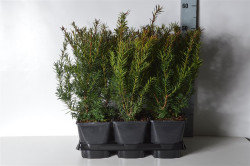 Kukmedis tarpinis (Lot Taxus media) 'Farmen' C2/P17 30-35 CM