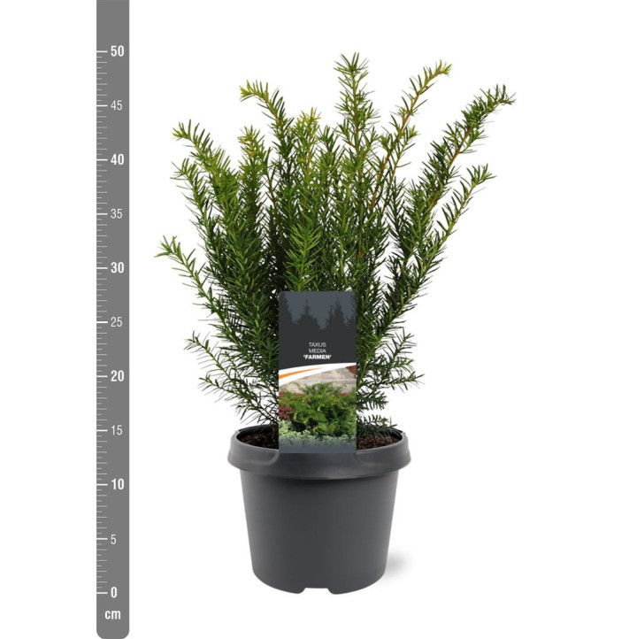 Kukmedis tarpinis (Lot Taxus media) 'Farmen' C3/P19 25-30 CM | KUKMEDŽIAI | SPYGLIUOČIAI