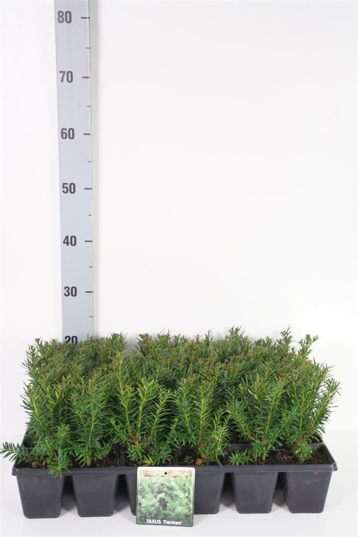 Kukmedis tarpinis (Lot Taxus media) 'Farmen' P9 GROWTRAY | KUKMEDŽIAI | SPYGLIUOČIAI