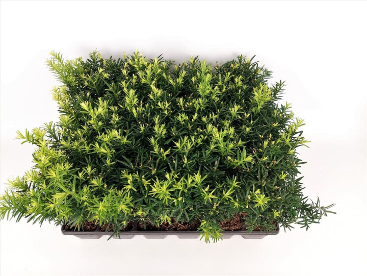 Kukmedis tarpinis (Lot Taxus media) 'Farmen' P9 GROWTRAY | KUKMEDŽIAI | SPYGLIUOČIAI