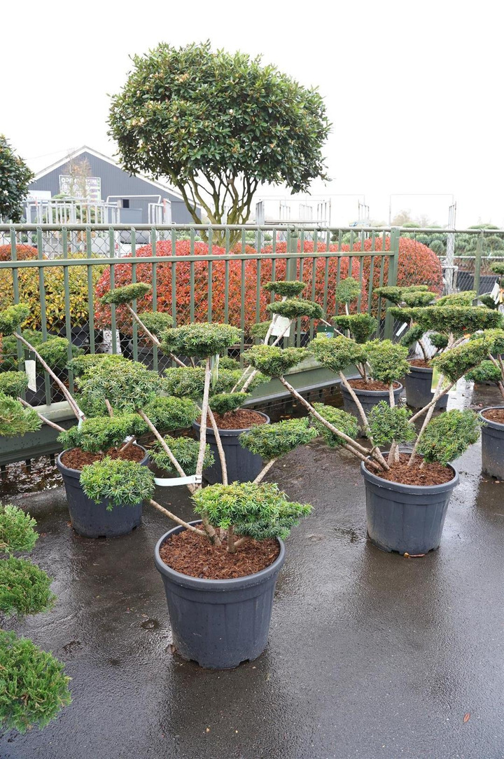 Kukmedis tarpinis (Lot Taxus media) 'Farmen' BONSAI 80-100CM C45