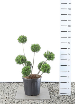 Kukmedis tarpinis (Lot Taxus media) 'Farmen' MULTIB 60-80 C20 EX