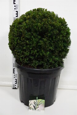 Kukmedis tarpinis (Lot Taxus media) 'Groenland' 45-50 CM BALL C30
