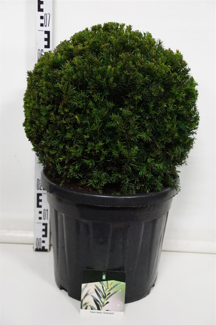 Kukmedis tarpinis (Lot Taxus media) 'Groenland' 45-50 CM BALL C30