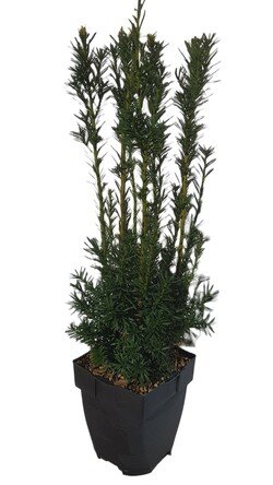 Kukmedis tarpinis (Lot Taxus media) 'Hicksii' C2/P17 40-50 CM | KUKMEDŽIAI | SPYGLIUOČIAI