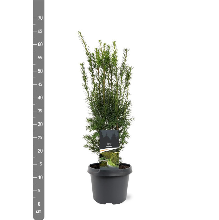 Kukmedis tarpinis (Lot Taxus media) 'Hicksii' C3/P19 40-50 CM