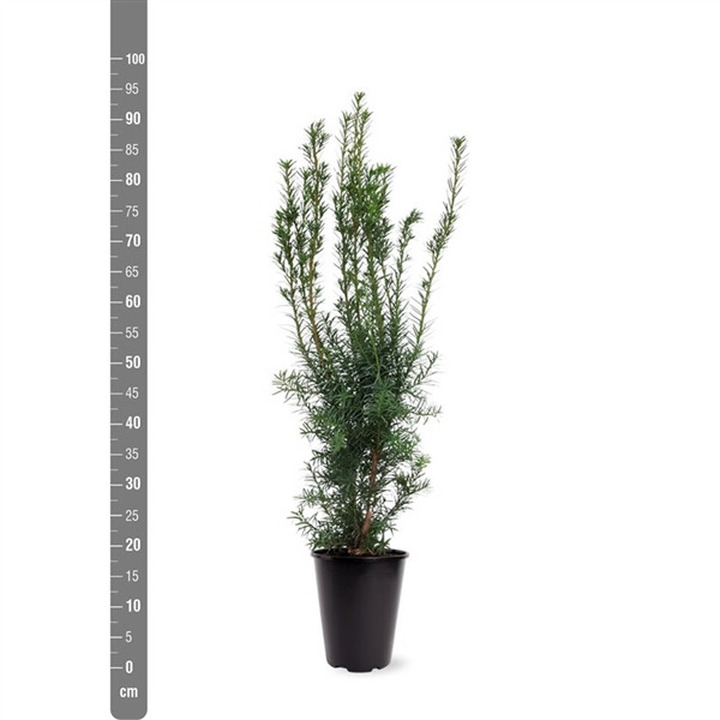 Kukmedis tarpinis (Lot Taxus media) 'Hicksii' C4/P21 60-80 CM