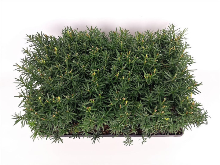Kukmedis tarpinis (Lot Taxus media) 'Hicksii' P9 GROWTRAY | KUKMEDŽIAI | SPYGLIUOČIAI