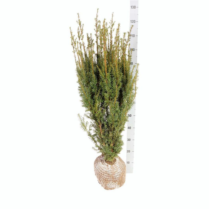 Kukmedis tarpinis (Lot Taxus media) 'Hicksii' 80-100 CM RB | KUKMEDŽIAI | SPYGLIUOČIAI