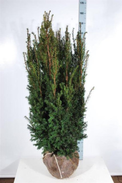 Kukmedis tarpinis (Lot Taxus media) 'Hicksii' 100-120 CM RB EXTRA - nuotrauka 1