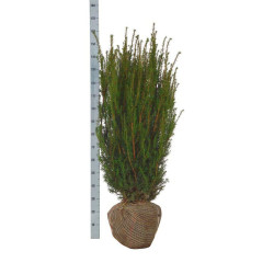 Kukmedis tarpinis (Lot Taxus media) 'Hicksii' 100-120 CM RB EXTRA - nuotrauka 2