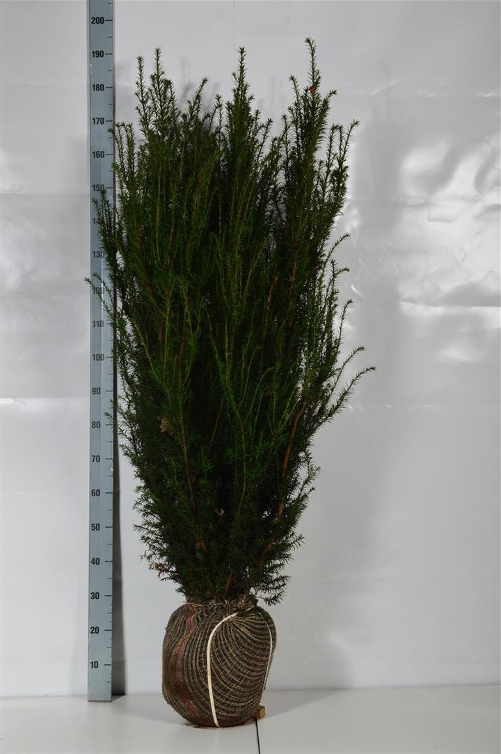 Kukmedis tarpinis (Lot Taxus media) 'Hicksii' 140-160 CM RB  EXTRA