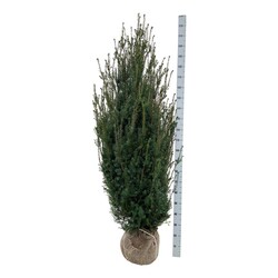 Kukmedis tarpinis (Lot Taxus media) 'Hicksii' 160-180 CM RB EXTRA