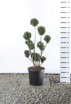 Kukmedis tarpinis (Lot Taxus media) 'Hicksii' MULTIB 80-100 CM EXTRA C18