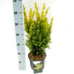 Kukmedis tarpinis (Lot Taxus media) 'Hillii' C2,5/P18 25-30 CM - nuotrauka 2