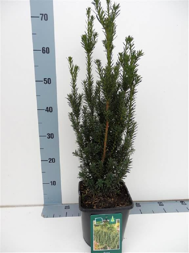 Kukmedis tarpinis (Lot Taxus media) 'Hillii' C3/P19 30-40 CM | KUKMEDŽIAI | SPYGLIUOČIAI
