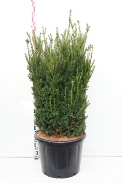 Kukmedis tarpinis (Lot Taxus media) 'Hillii' C65 100-125 CM | KUKMEDŽIAI | SPYGLIUOČIAI