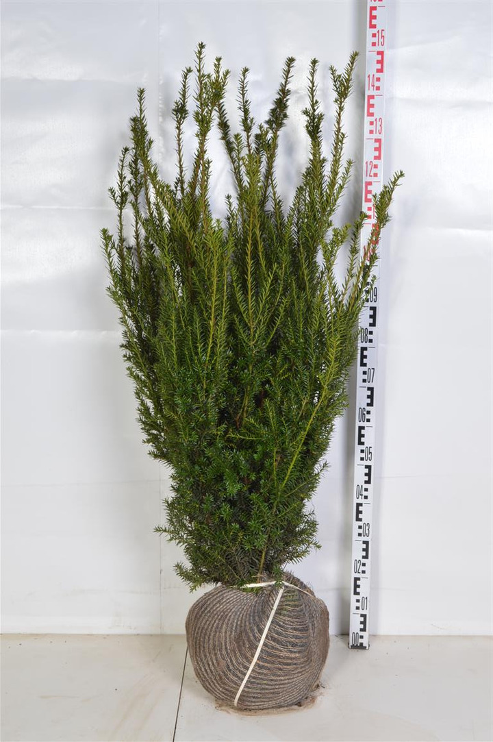 Kukmedis tarpinis (Lot Taxus media) 'Hillii' 100-120 CM RB EXTRA