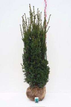 Kukmedis tarpinis (Lot Taxus media) 'Hillii' 125-150 CM RB