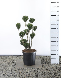 Kukmedis tarpinis (Lot Taxus media) 'Hillii' MULTIB 60-80 C20
