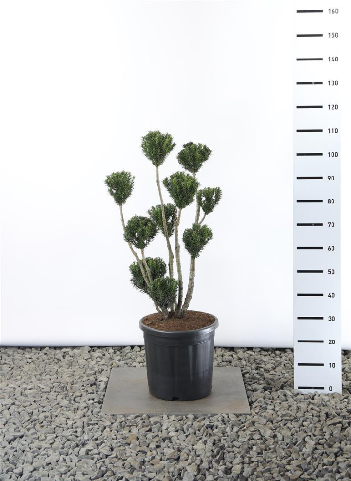 Kukmedis tarpinis (Lot Taxus media) 'Hillii' MULTIB 60-80 C20 EX