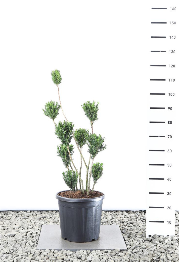 Kukmedis tarpinis (Lot Taxus media) 'Hillii' MULTIB 80-100 CM EXTRA C25