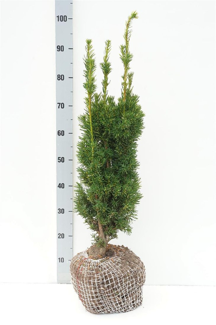 Kukmedis tarpinis (Lot Taxus media) 'Stricta Viridis' 60-70 CM RB