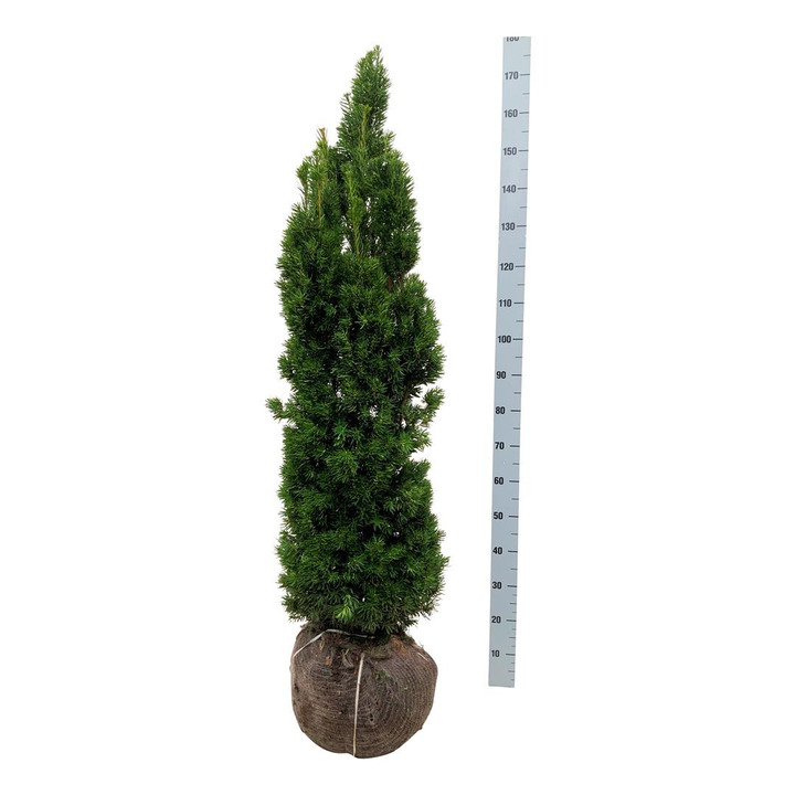 Kukmedis tarpinis (Lot Taxus media) 'Viridis' 120-140 CM RB EXTRA