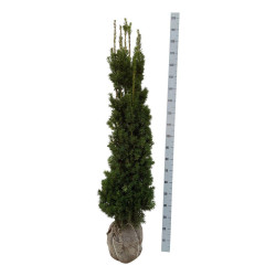 Kukmedis tarpinis (Lot Taxus media) 'Viridis' 140-160 CM RB  EXTRA