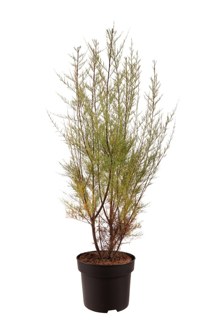 Eglūnas smulkiažiedis (Lot Tamarix parviflora)  C10 80-100 CM