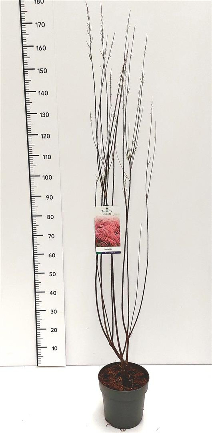 Eglūnas keturkuokis (Lot Tamarix tetrandra) C5/P23 80-100 CM | EGLŪNAI | MEDŽIAI