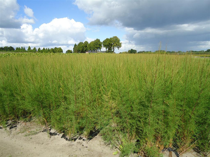 Eglūnas keturkuokis (Lot Tamarix tetrandra)  0+1 50-80 CM