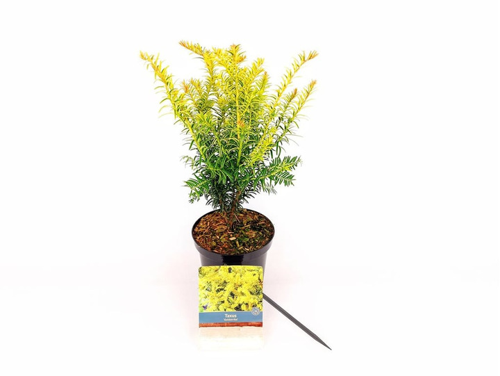 Kukmedis europinis (Lot Taxus b.) 'Goldstrike' C1,5/P15 30-40 CM