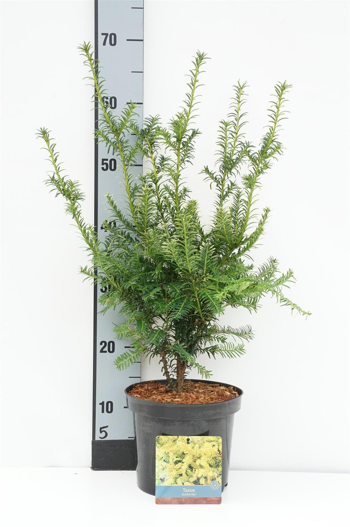 Kukmedis europinis (Lot Taxus b.) 'Goldstrike' C3/P19 40-50 CM