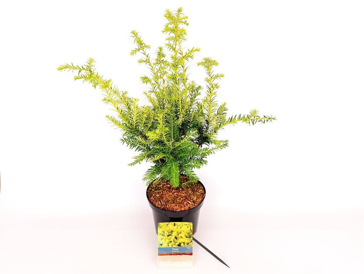 Kukmedis europinis (Lot Taxus b.) 'Goldstrike' C3/P19 40-50 CM