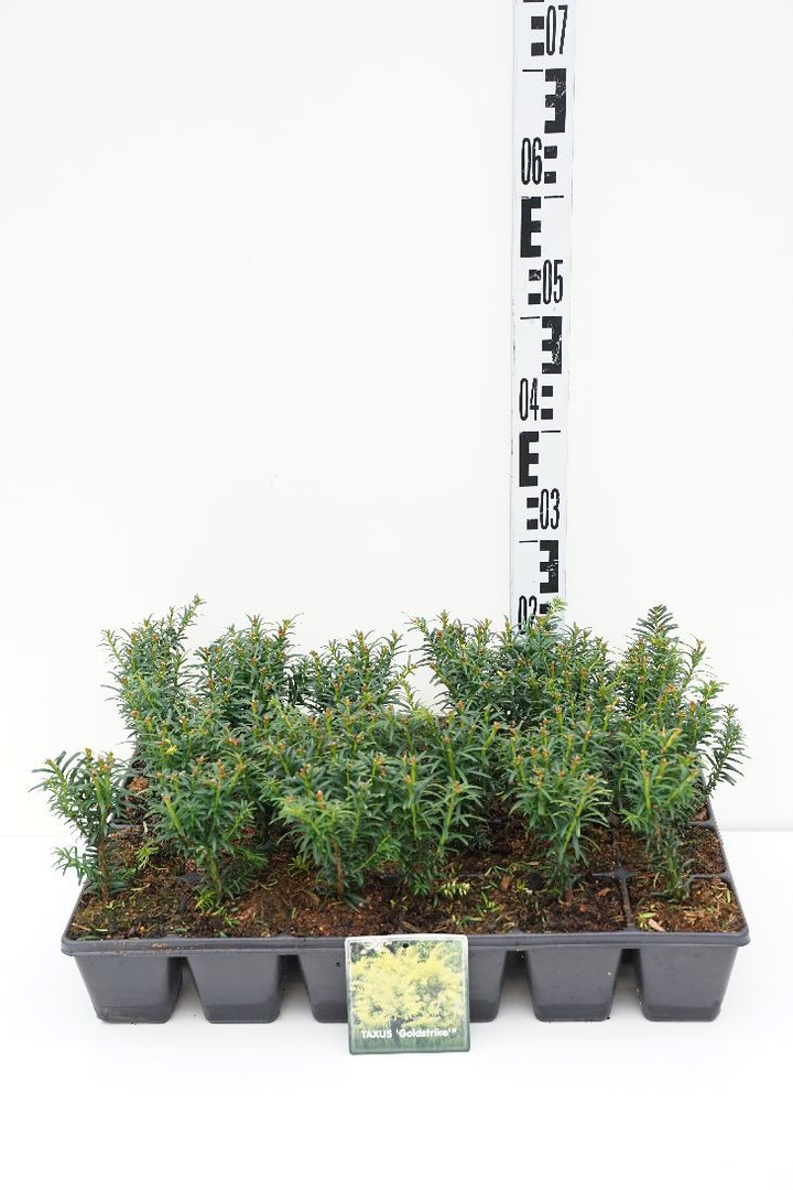 Kukmedis europinis (Lot Taxus b.) 'Goldstrike' P9 GROWTRAY | KUKMEDŽIAI | SPYGLIUOČIAI