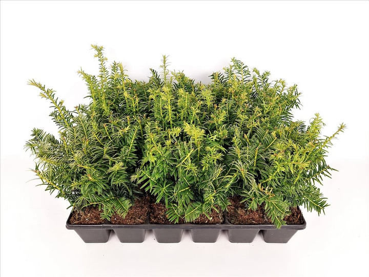 Kukmedis europinis (Lot Taxus b.) 'Goldstrike' P9 GROWTRAY | KUKMEDŽIAI | SPYGLIUOČIAI