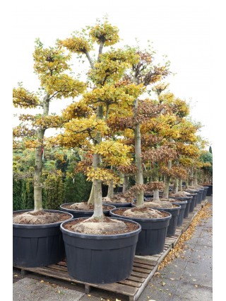 Skroblas Paprastasis (Lot Carpinus Betulus) BONSAI C285 225-250CM-BONSAI-SKROBLAI