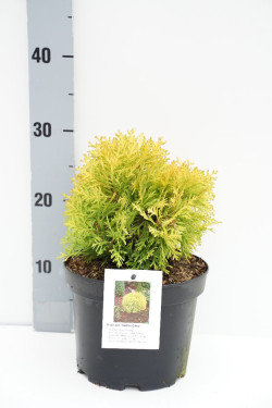 Tuja vakarinė (Lot Thuja occ.) 'Amber Glow' C3/P19 20-25 CM - nuotrauka 1