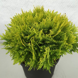 Tuja vakarinė (Lot Thuja occ.) 'Amber Glow' C3/P19 20-25 CM - nuotrauka 2