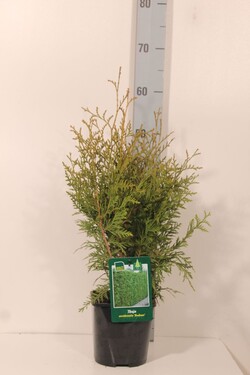Tuja vakarinė (Lot Thuja occ.) 'Brabant' C2/P17 40-50 CM