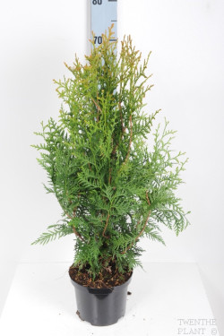 Tuja vakarinė (Lot Thuja occ.) 'Brabant' C2/P17 40-60 CM - nuotrauka 1