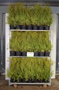Tuja vakarinė (Lot Thuja occ.) 'Brabant' C3/P19 60-80 CM - nuotrauka 2