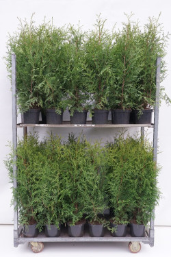 Tuja vakarinė (Lot Thuja occ.) 'Brabant' C3/P19 60-80 CM - nuotrauka 1