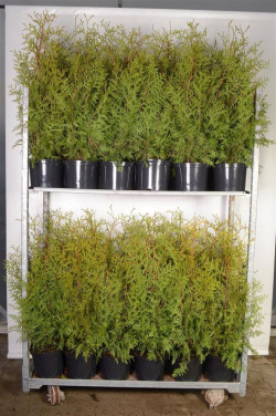 Tuja vakarinė (Lot Thuja occ.) 'Brabant' C5/P23 80-100 CM | TUJOS | SPYGLIUOČIAI