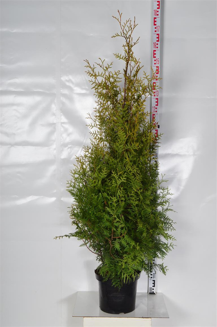 Tuja vakarinė (Lot Thuja occ.) 'Brabant' C10 120-140 CM